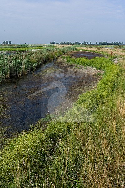 Landscape at Groene Jonker in summer stock-image by Agami/Marc Guyt,