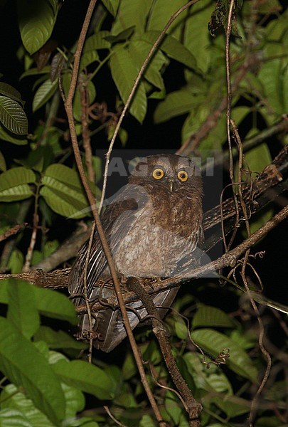 On Sumba, in late 2001 a specimen of a bird was obtained, enabling a detailed description to be made for the first time; it was named Ninox sumbaensis, the little Sumba hawk-owl. stock-image by Agami/James Eaton,
