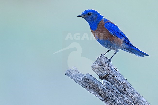 Western Bluebird (Sialia mexicana) Perched on top of a dead snag in USA stock-image by Agami/Dubi Shapiro,