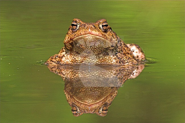 Gewone pad in water, Common Toad in water stock-image by Agami/Menno van Duijn,
