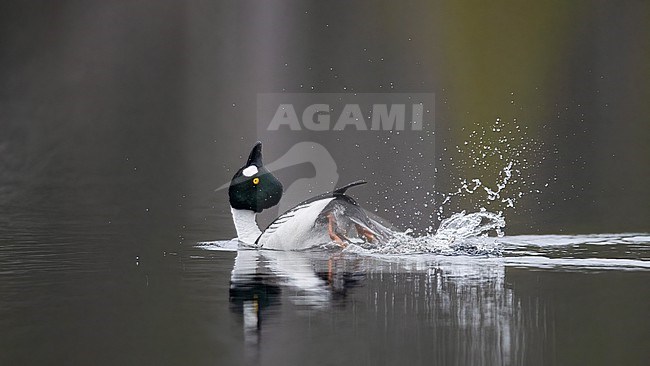 A male Common Goldeneye (Bucephala clangula) lekking rituals on a lake; swimming, side view. Finland stock-image by Agami/Markku Rantala,