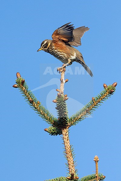 Redwing (Turdus iliacus), adult landed on a Spruce tree, Capital Region, Iceland stock-image by Agami/Saverio Gatto,