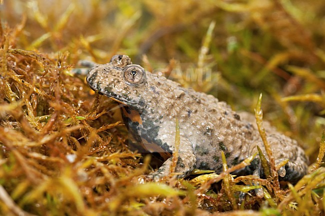 Volwassen Geelbuikvuurpad; Adult Yellow-bellied Toad stock-image by Agami/Rob Olivier,