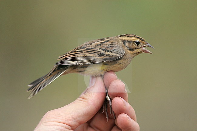 1cy female Yellow-breasted Bunting, Emberiza aureola, caught at ringing station in Beidaihe, China. stock-image by Agami/Magnus Hellström,