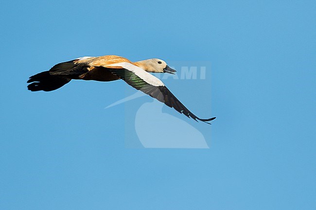 Ruddy Shelduck - Rostgans - Tadorna ferruginea, Russia (Baikal), adult female stock-image by Agami/Ralph Martin,