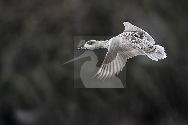 Adult female Marbled Teal (Marmaronetta angustirostris) taking off from a Spanish wetland reserve. Side view of bird in flight showing upper wing pattern and rump stock-image by Agami/Ralph Martin,