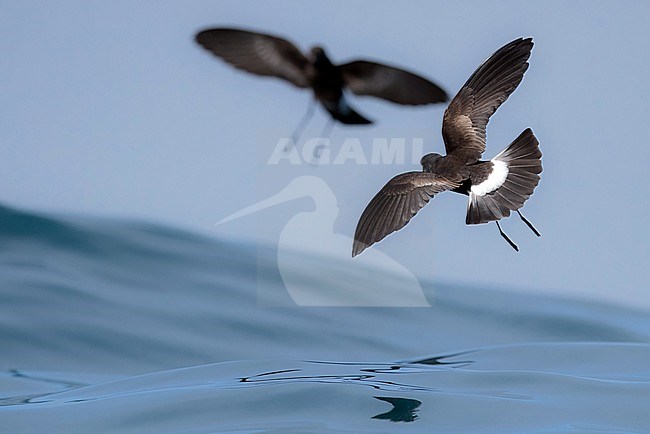 Fuegian Storm Petrel, Oceanites (oceanicus) chilensis, at sea off Valparaíso, Chile. stock-image by Agami/Yann Muzika,