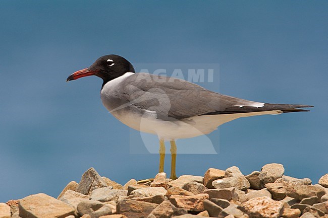 Adult White-eyed Gull (Larus leucophthalmus) in Egypt. stock-image by Agami/Daniele Occhiato,