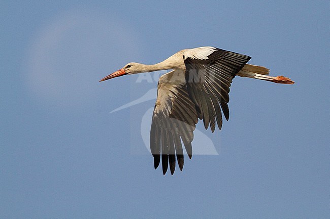 White Stork (Ciconia ciconia), adult in flight, South Sinai Governorate, Egypt stock-image by Agami/Saverio Gatto,