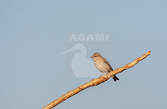 yellow-throated Sparrow (Gymnoris xanthocollis xanthocollis), also known as Chestnut-shouldered Petronia. Sitting on a small twig. stock-image by Agami/Marc Guyt,