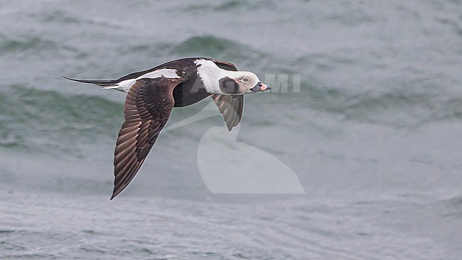 Long-tailed Duck (Clangula hyemalis), male, winter plumage, in flight. stock-image by Agami/Lennart Verheuvel,