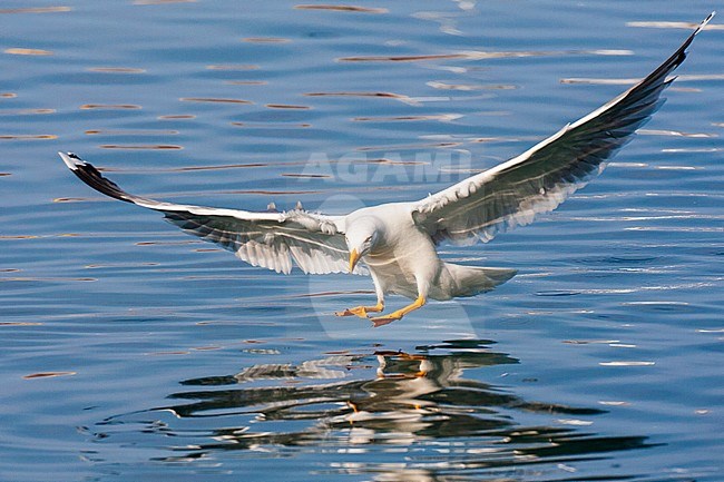 Adult Yellow-legged Gull (Larus michahellis michahellis) catching small fish in the harbour of Molivos on Lesvos, Greece. stock-image by Agami/Marc Guyt,