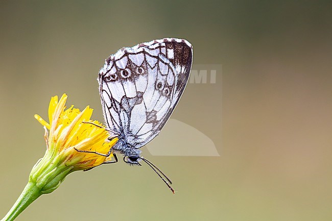 Marbled White on a flower seen from the side stock-image by Agami/Onno Wildschut,