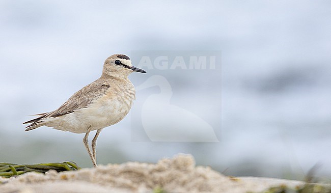 Vagrant Mountain Plover, Charadrius montanus, at Long Beach Conservation Area, Barnstable, Massachusetts, United States. stock-image by Agami/Ian Davies,