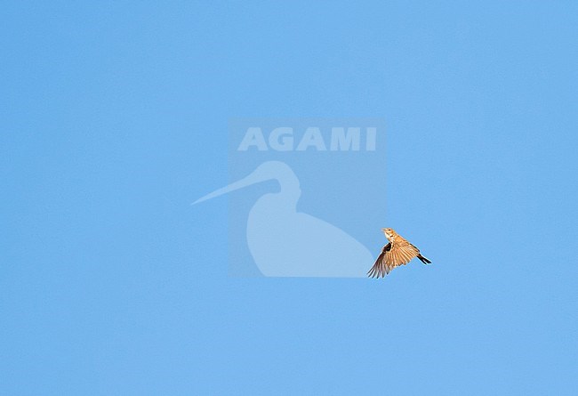 Red Lark (Calendulauda burra) in South Africa. Also known as the ferruginous lark or ferruginous sand-lark. stock-image by Agami/Pete Morris,