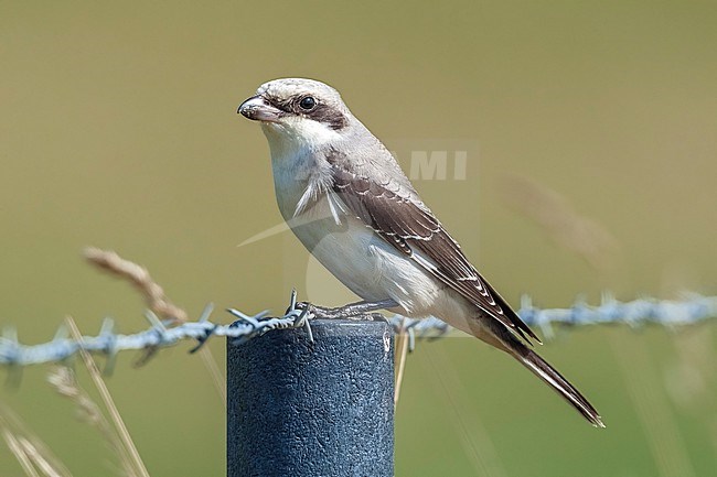 Immature Lesser Grey Shrike (Lanius minor) perched in a field in Othée, Belgium. stock-image by Agami/Vincent Legrand,