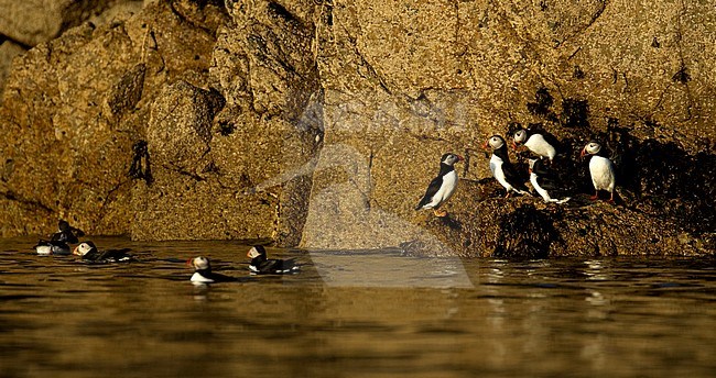Papegaaiduiker, Atlantic Puffin stock-image by Agami/Danny Green,