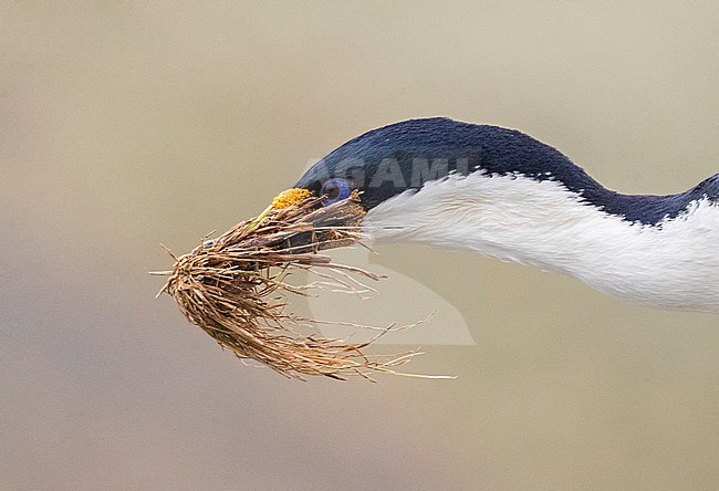 Adult Macquarie Shag (Leucocarbo purpurascens) carrying nest material on Macquarie island, Australia. Closeup of the head and bill. stock-image by Agami/Marc Guyt,