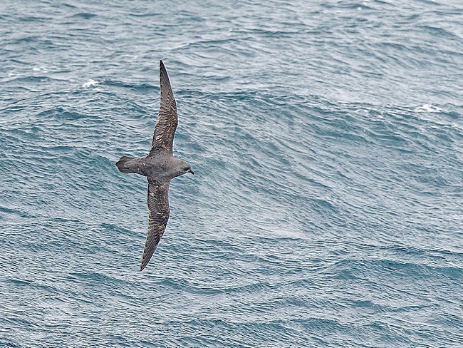 Kerguelen petrel (Aphrodroma brevirostris) between South Georgia and the Falkland islands. stock-image by Agami/Pete Morris,