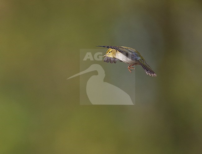 Adult male Wood Warbler (Phylloscopus sibilatrix) singing and displaying in flight in a deciduous forest in spring stock-image by Agami/Ran Schols,
