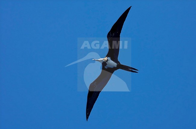 Ascension Frigatebird, Ascensionfregatvogel, Fregata aquila stock-image by Agami/Marc Guyt,