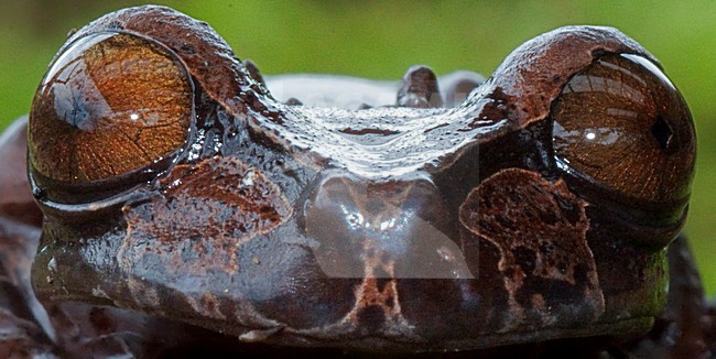 Coronated Treefrog, Anotheca spinosa stock-image by Agami/Alex Vargas,