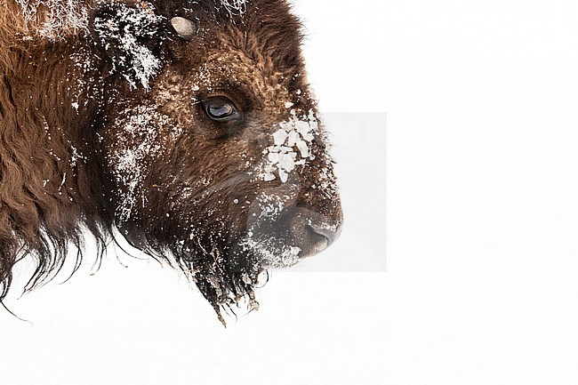 Amerikaanse bizon portret; American bison portrait stock-image by Agami/Caroline Piek,