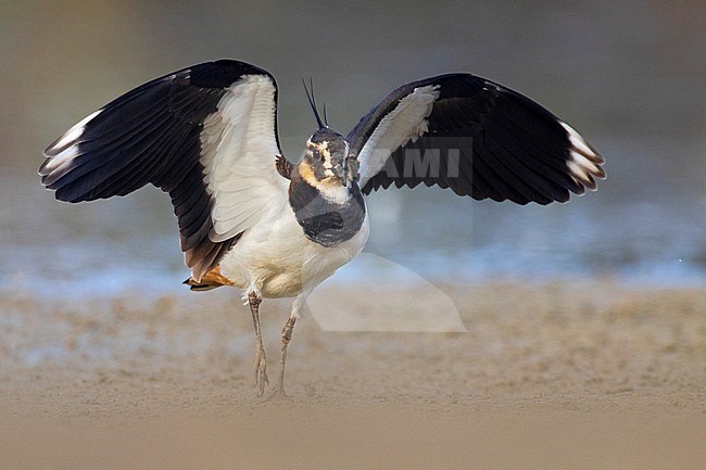 Northern Lapwing, Vanellus vanellus, in Italy. Just landed with wings outstretched. stock-image by Agami/Daniele Occhiato,