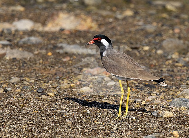 Red-wattled Plover (Vanellus indicus) adult perched stock-image by Agami/Roy de Haas,