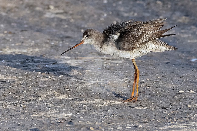 Spotted Redshank (Tringa erythropus) in non-breeding plumage wintering at a pond in Nouakchott city. stock-image by Agami/David Monticelli,