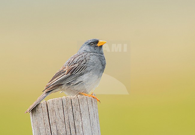 A male Band-tailed Sierra-Finch (Rhopospina alaudina humboldti) (subspecies) perched on a stone in Cusco, Peru, South-America. stock-image by Agami/Steve Sánchez,