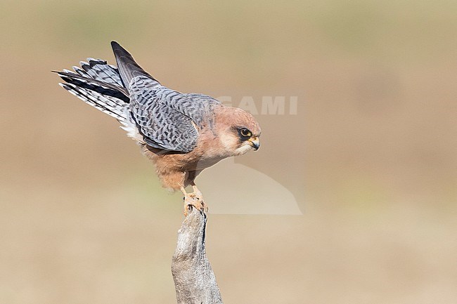Red-footed Falcon (Falco vespertinus), adult female perched on a dead branch stock-image by Agami/Saverio Gatto,