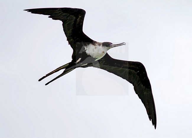 Vliegende Grote fregatvogel, Great Frigatebird in flight stock-image by Agami/Pete Morris,
