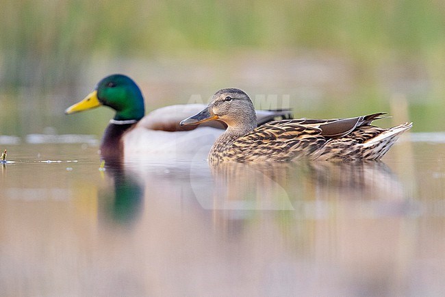 Mallard (Anas platyrhynchos), side view of a couple swimming in the water, Campania, Italy stock-image by Agami/Saverio Gatto,