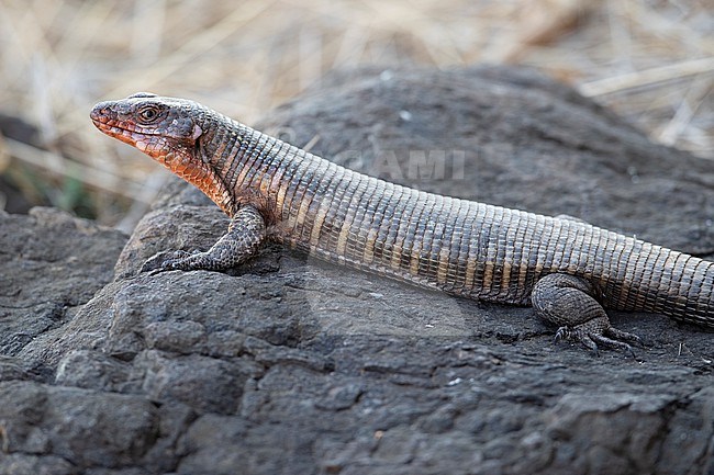 Giant Plated Lizard (Gerrhosaurus validus) at Kruger National Park, South Africa. stock-image by Agami/Tom Friedel,