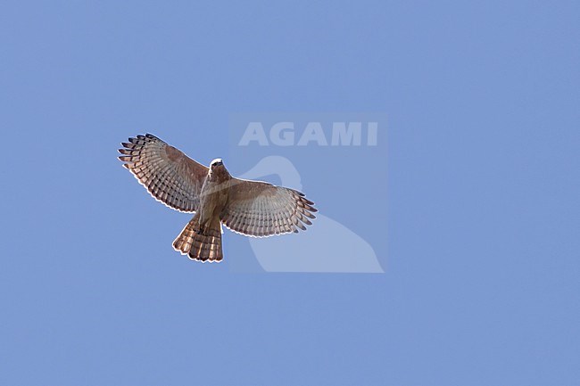 Javan Hawk-Eagle (Nisaetus bartelsi) soaring above the forest  in Java stock-image by Agami/Dubi Shapiro,