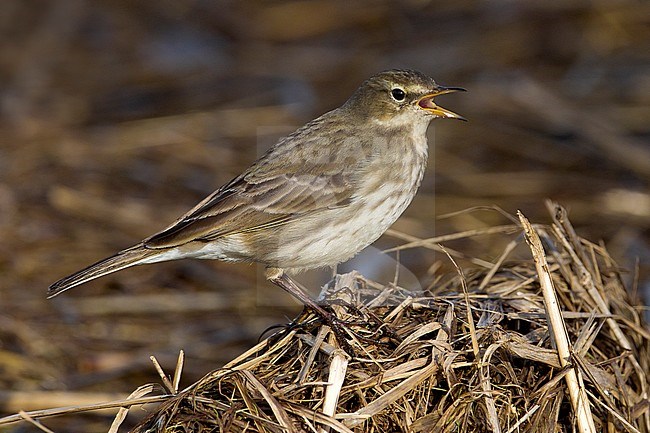 Waterpieper, Water Pipit, Anthus spinoletta stock-image by Agami/Daniele Occhiato,