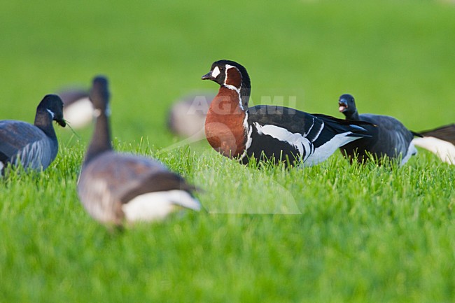 Roodhalsgans in weiland, Red-breasted Goose in meadow stock-image by Agami/Menno van Duijn,