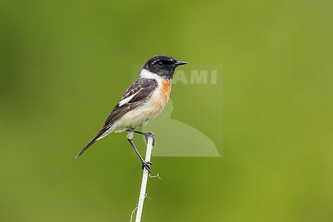 Male Siberian Stonechat perched on a branch stock-image by Agami/Vincent Legrand,