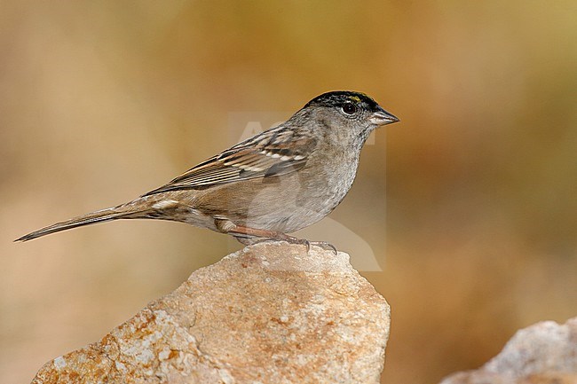 Adult non-breeding
Los Angeles Co., CA
October 2007 stock-image by Agami/Brian E Small,