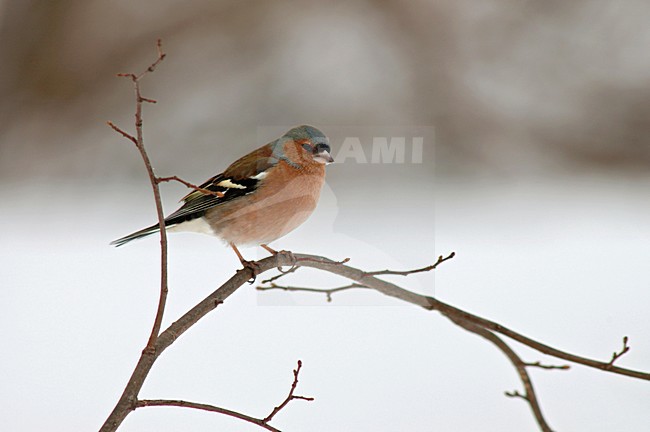 Common Chaffinch male perched on branch in winter; Vink man zittend op tak in de winter stock-image by Agami/Marc Guyt,