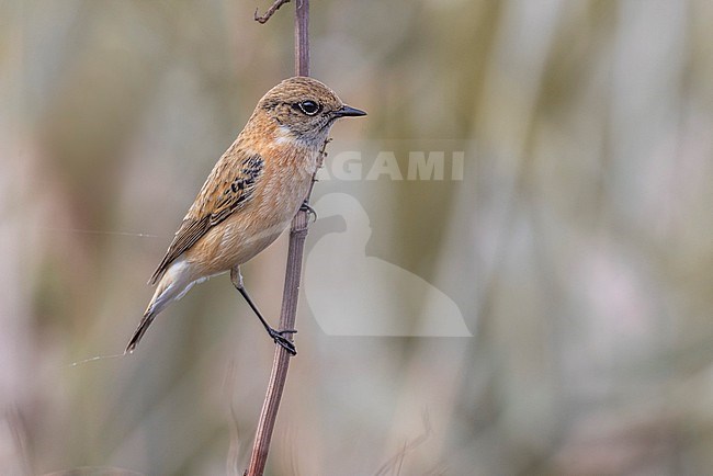 Vagrant Caspian Stonechat (Saxicola maurus hemprichii) in autumn plumage in Italy. stock-image by Agami/Daniele Occhiato,