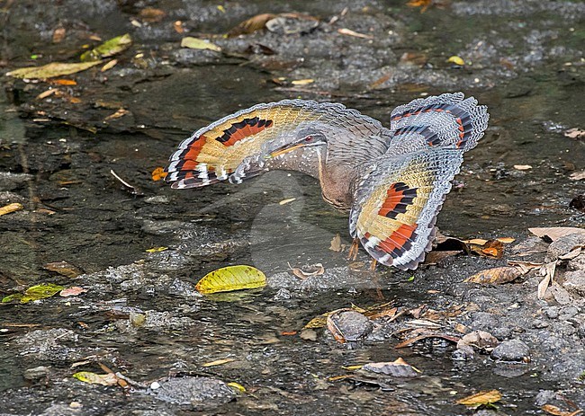 Sunbittern (Eurypyga helias major) in Costa Rica. Displaying its large wings, that exhibits a pattern that resemble eyes, when they feel threatened. stock-image by Agami/Pete Morris,