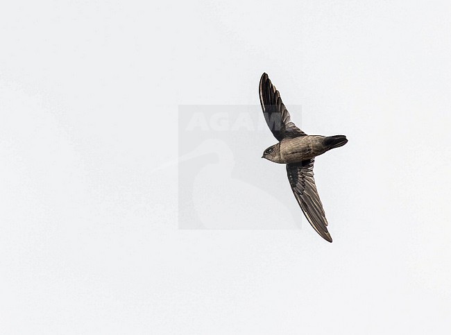 Uniform Swiftlet, Aerodramus vanikorensis, on the Solomon Islands. stock-image by Agami/Pete Morris,