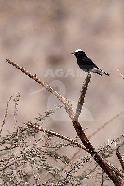 White-crowned Wheatear (Oenanthe leucopyga) perched on a acacia tree in a desert canyon near Eilat, Israel. stock-image by Agami/Marc Guyt,