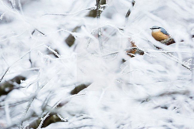 European Nuthatch (Sitta europaea caesia) in Germany. Sitting in frost covered tree. stock-image by Agami/Ralph Martin,