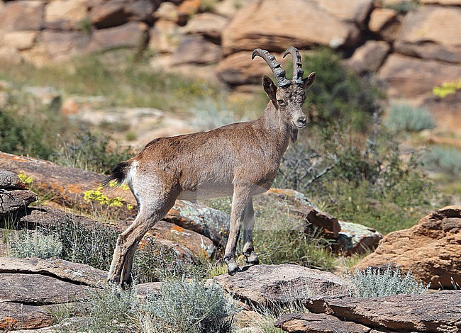 Siberian Ibex (Capra sibirica) at Ikh Nart Nature Reserve in Mongolia. stock-image by Agami/Aurélien Audevard,
