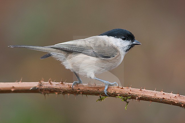 Marsh Tit - Sumpfmeise - Poecile palustris ssp. palustris, Germany, adult stock-image by Agami/Ralph Martin,