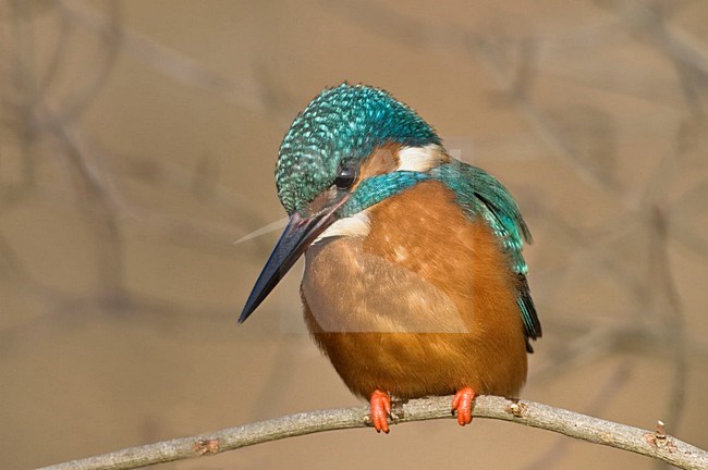 IJsvogel zittend; Common Kingfisher perched stock-image by Agami/Hans Gebuis,