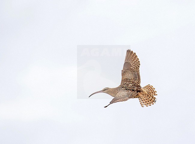 Wintering Bristle-thighed Curlew, Numenius tahitiensis. Photographed during a Pitcairn Henderson and The Tuamotus expedition cruise. stock-image by Agami/Pete Morris,